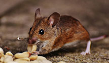 24 Hour & Emergency Exterminators in Hot Springs, NC